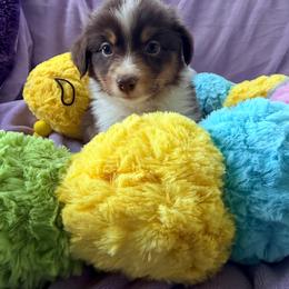 Red Tri Female 2 - Red tri-color female Miniature American Shepherd puppy in Connecticut from Novus Kennels