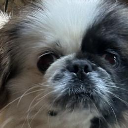 Pekingese from Amy’s Lil Pekingese