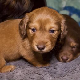 Teddie - Red female Dachshund puppy in North Reading, Massachusetts from The Well Tempered Dachshund