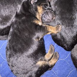 Sparrow - Black and red female German Shepherd puppy in Carbondale, Kansas from Cunningham German Shepherds, LLC