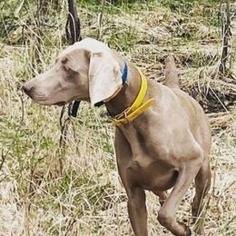 Peri - Weimaraner