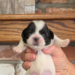 Pixie - White female Pekingese puppy in Kingman, Arizona from Faithlyn Harvey