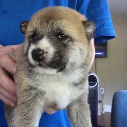 AKC Jinglebell - Red female Shiba Inu puppy in Jensen Beach, Florida from ScrapiShibas