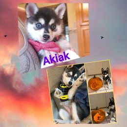 French Bulldog and Pomsky Puppies from Ba's Designer Puppies