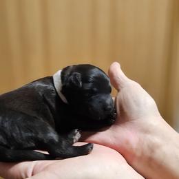 White collar - Black female Whoodle puppy in O'neill, Nebraska from Willowdale Doodles