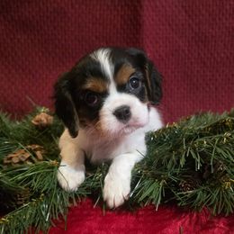 Marley - Tri-color male Cavalier King Charles Spaniel puppy in Pennsylvania from Julie's Cavalier King Charles Spaniels