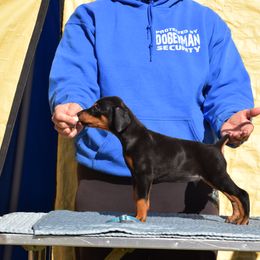 Doberman Pinscher Puppies from Thunder Mtn Kennels