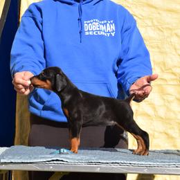 Doberman Pinscher Puppies from Thunder Mtn Kennels
