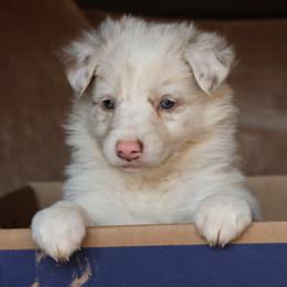 Thando - AKC Reg - Lilac merle male Border Collie puppy in Courtland, Alabama from C Bar C Ranch Border Collies