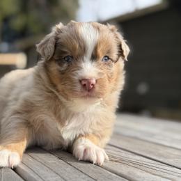 Boy 1 - Red merle male Australian Shepherd puppy in Oakridge, Oregon from Middle Fork Australian Shepherds