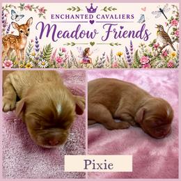 Pixie - Ruby female Cavalier King Charles Spaniel puppy in Auburn, Washington from Enchanted Cavaliers