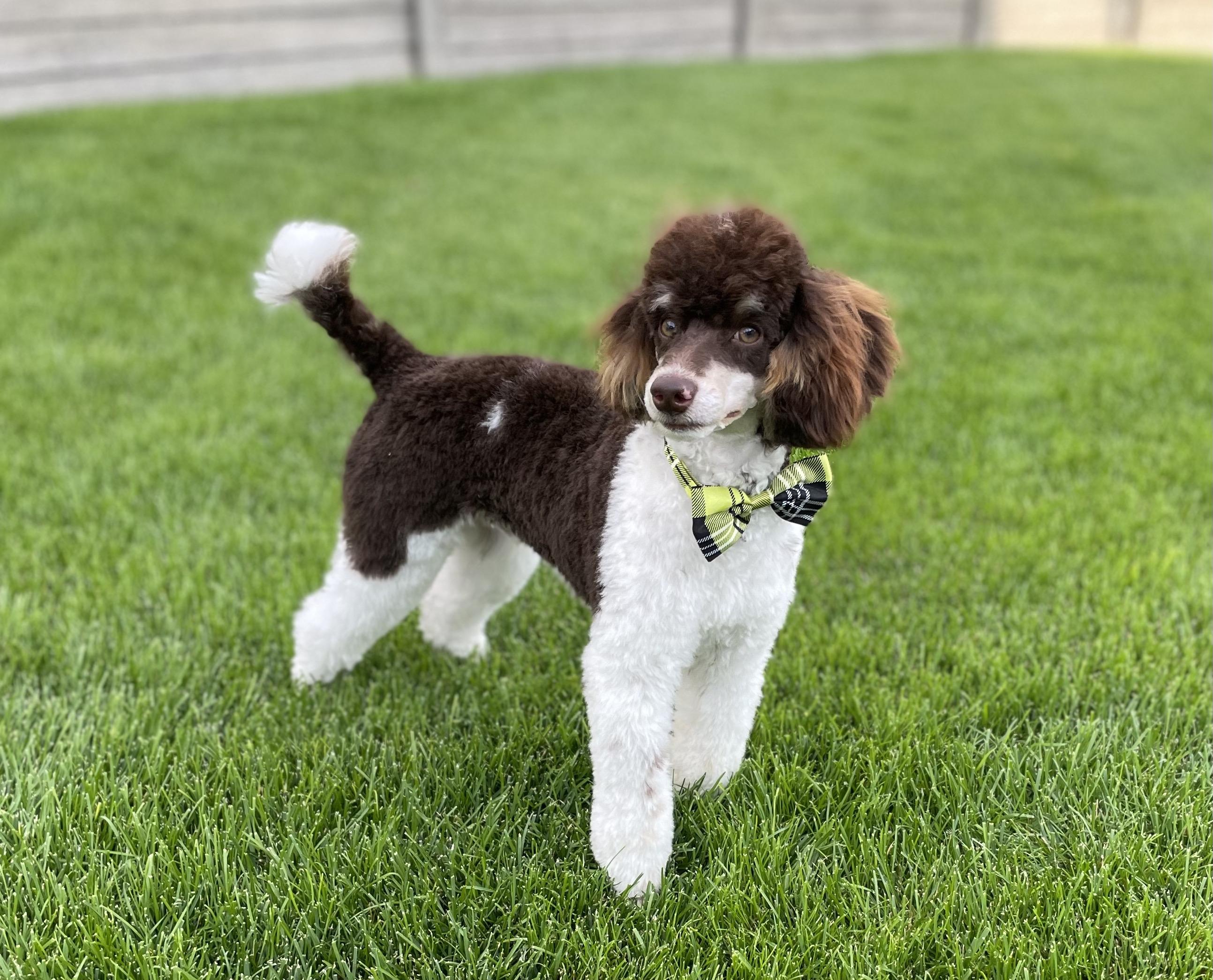 Bailey