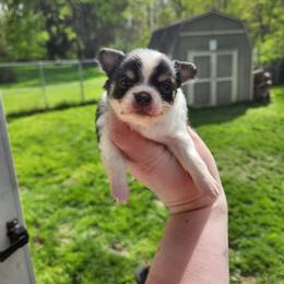 Stella - Black and white female Chihuahua puppy in Ashtabula, Ohio from Paw's & Awe's Chihuahuas