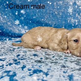 Cream male - Cream male Dachshund puppy in Poteau, Oklahoma from Sisters Dazzling Dachshunds