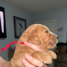 Red Collar - Red  male Goldendoodle puppy in Winchester, Tennessee from Mahaffey’s Doodles