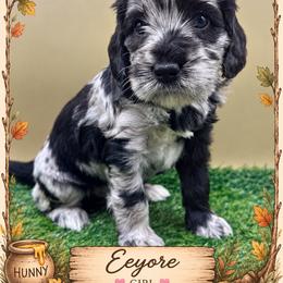 Eeyore - Merle female Goldendoodle puppy in Hendersonville, North Carolina from Kim's Cove