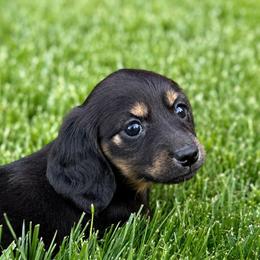 Raven - Black and cream female Dachshund puppy in Salem, Oregon from Longdox Mini Dachshunds