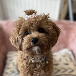 Assorted Doodle Crosses, Cavalier King Charles Spaniels, and Cavapoos from Cavapoochon Central