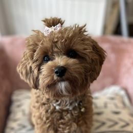 Assorted Doodle Crosses, Cavalier King Charles Spaniels, and Cavapoos from Cavapoochon Central