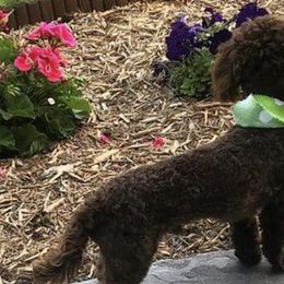 Poodles from Rainbow Creek Toy Poodle and Doodles