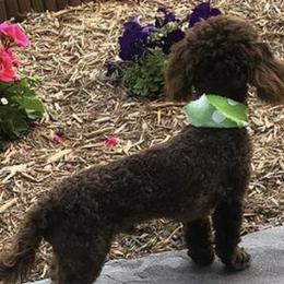 Poodles from Rainbow Creek Toy Poodle and Doodles