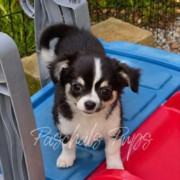 Blossom - Black and white female Chihuahua puppy in Bowdon, Georgia from Paschal's Pups
