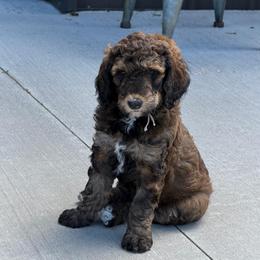 Girl 3 - Brown female Poodle puppy in Mc Bain, Michigan from The Dog House