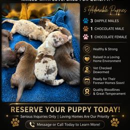 Dachshund Puppies from Southern Doxie