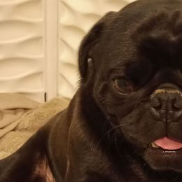 pep - Pug