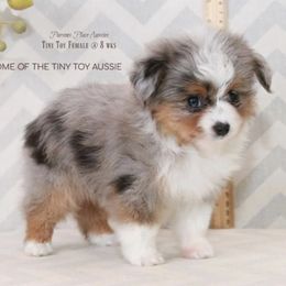 Miniature Australian Shepherd Puppies from Parsons Place Aussies