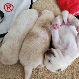 Shiba Inu Puppies from The Springs Shibas