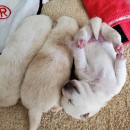 Shiba Inu Puppies from The Springs Shibas