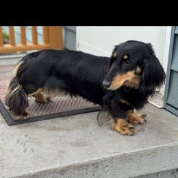 Zayda - Dachshund