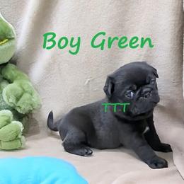 Boy Green - Black male Pug puppy in Medina, Ohio from T Tiny Treasures