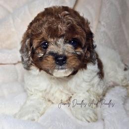Wisteria - Merle female Cockapoo puppy in Cleveland, Georgia from Jam's Doodles And Poodles