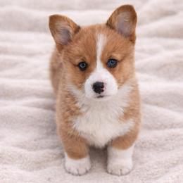 Nash - Red male Pembroke Welsh Corgi puppy in Beggs, Oklahoma from Blue Diamond Corgi’s