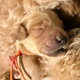 April - orange collar - Red  female Goldendoodle puppy in Puyallup, Washington from Dawnie’s Doodles