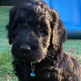 Girl 2 - Labradoodle puppy in Statesville, North Carolina from Labradoodles of the Foothills