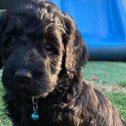 Girl 2 - Labradoodle puppy in Statesville, North Carolina from Labradoodles of the Foothills