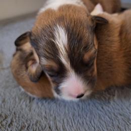 Rip - Sable male Pembroke Welsh Corgi puppy in Purcellville, Virginia from Rhone River Farm Pembroke Welsh Corgis