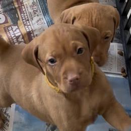 Bunny - Golden rust female Vizsla puppy in Old Town, Florida from Foxfire Vizslas