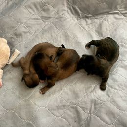 Pekingese Puppies from Mammy's Pekingese