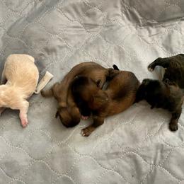 Pekingese Puppies from Mammy's Pekingese