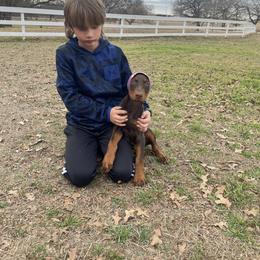 Rosie - Red and rust female Doberman Pinscher puppy in Boyd, Texas from Team Feem Breeders