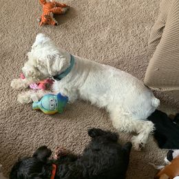Emmy - Miniature Schnauzer