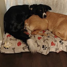 Labrador Retrievers from Horseshoe Mountain Kennel