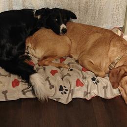 Labrador Retrievers from Horseshoe Mountain Kennel
