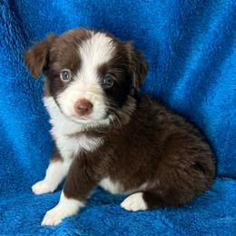 Girl 1 - Red tri female Miniature Australian Shepherd puppy in Hokes Bluff, Alabama from Alegria Toy Aussies
