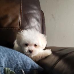 Maltipoo Puppies from Little Cupcakes and Pumkins Maltipoos