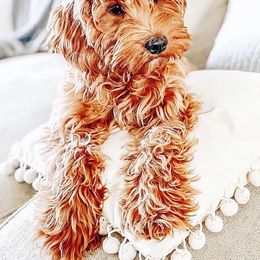 Goldendoodle Puppies from Deer Valley Doodles